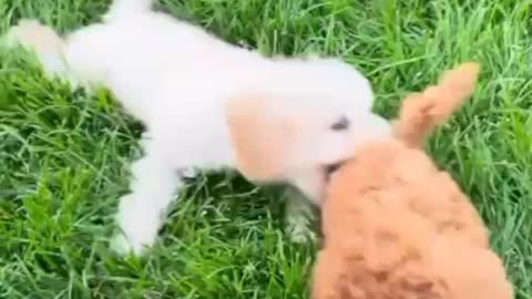 Dog puppies playing (love)