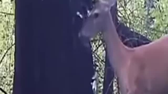 Funniest and cutest ugly animals farting part 〽️