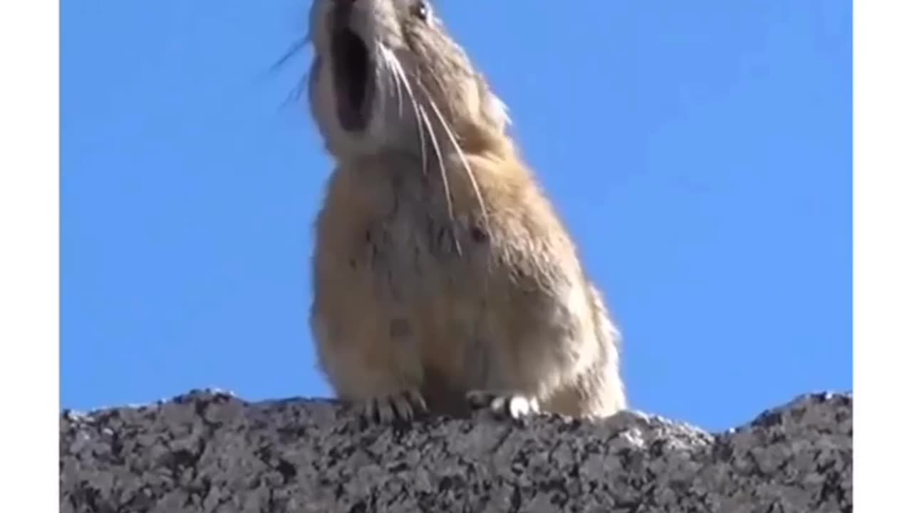 Mouse marking funy