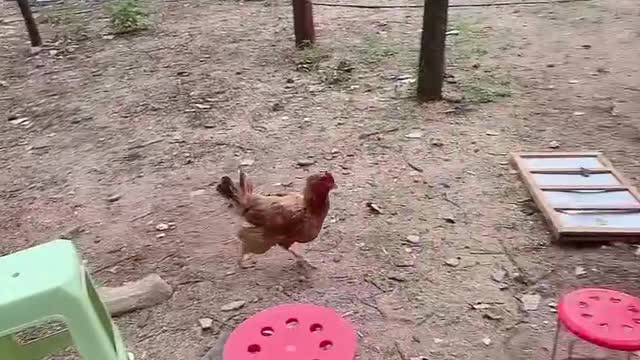 A big cock that runs too fast