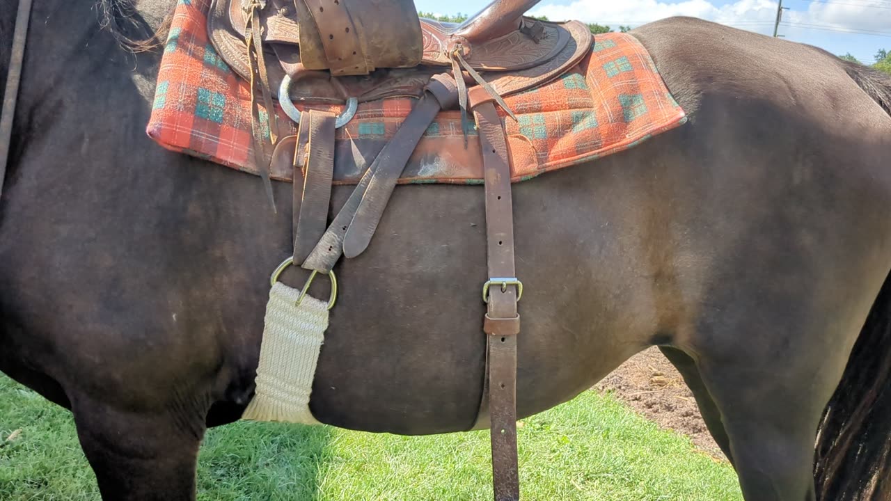 Rigging modification to get cinch behind previous girth sore - so horse can be used