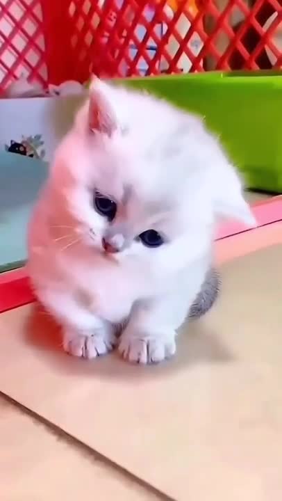 ute cat and funny cat shorts❤#shorts #cat #cutecat #funnycats #viral