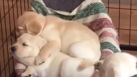 007--Funniest & Cutest Labrador Puppies