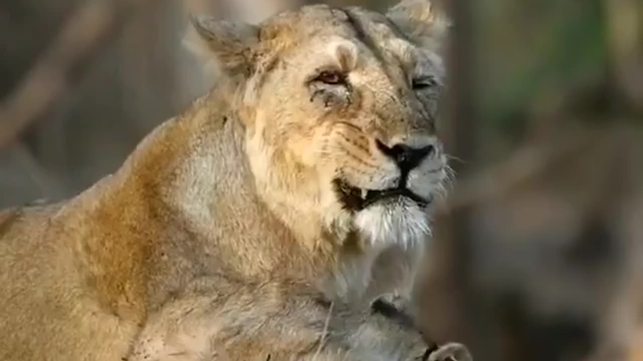 Wildlife from close view with different perspective.