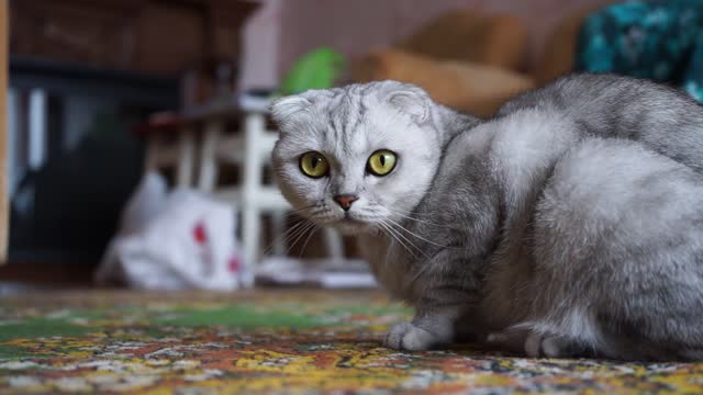 Cute Cat staring at camera