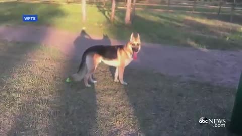 A girl save by dog from snake