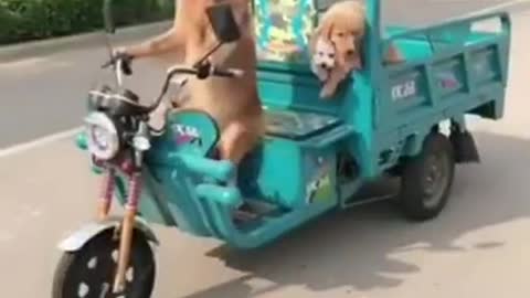 Cute dog funny scene