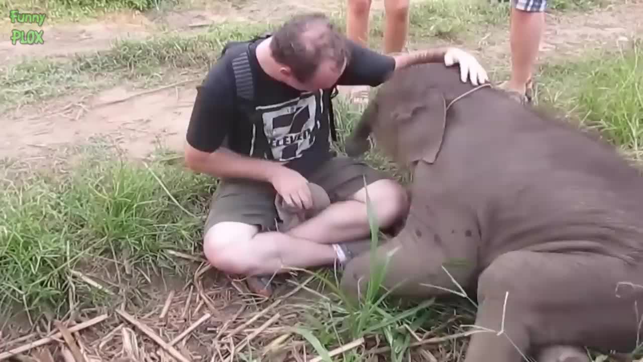 Most Funny and Cute Baby Elephant Videos Compilation