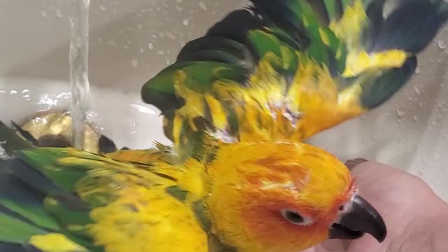 Butters Bathing