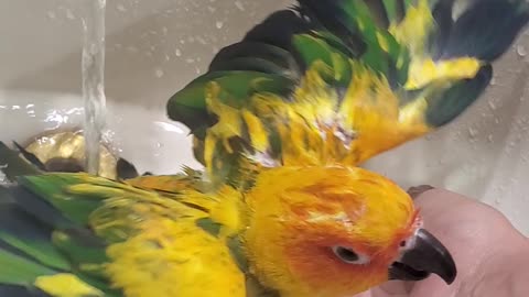 Butters Bathing