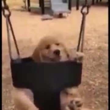 Adorably Cute Kittens & Pups 2021 (5)