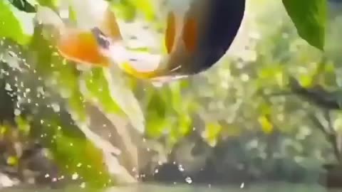 Flying Fish