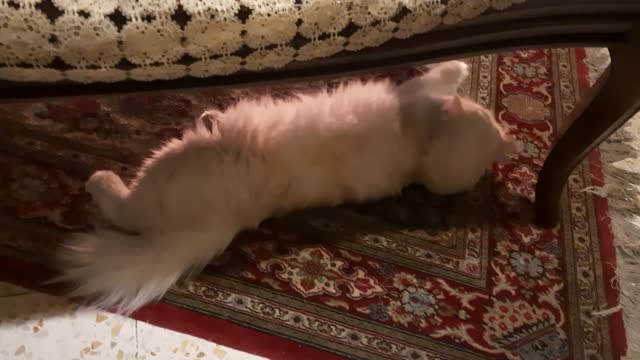 Ice ,my lovely cat...