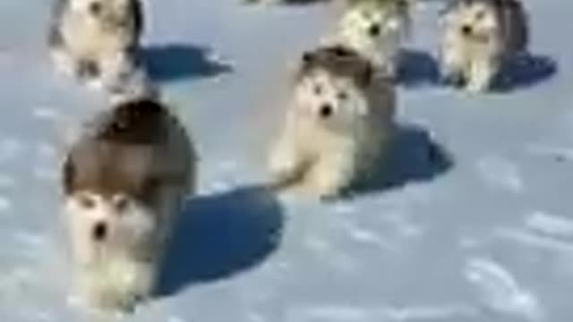 Alaskan Malamute puppies first Time playing