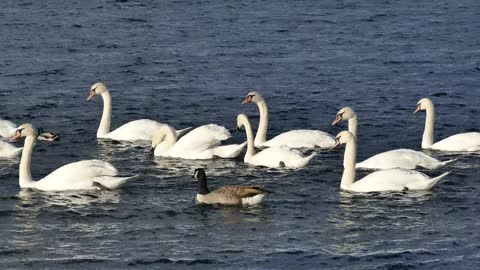 white swans elegant