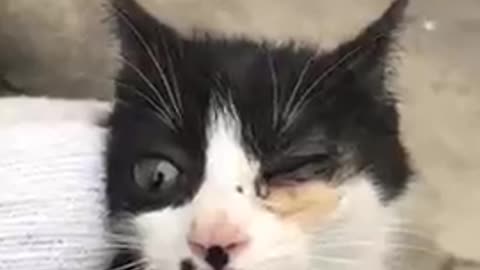 Funny Kittens Video