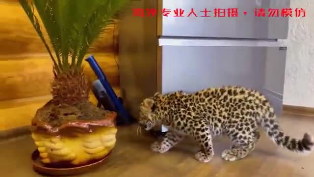 cute little leopard