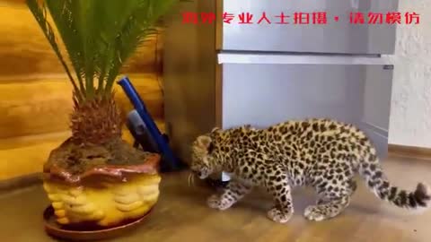 cute little leopard