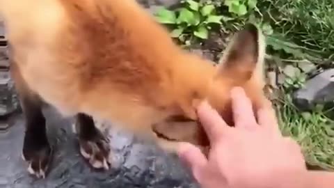 Best funny animal video