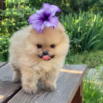 Cute cat with flowers