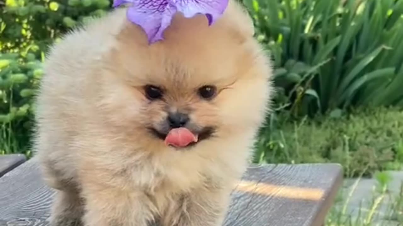 Cute cat with flowers