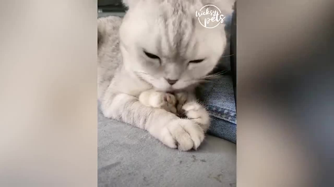 Try not to laugh with pets- Funny dogs And cats compilation