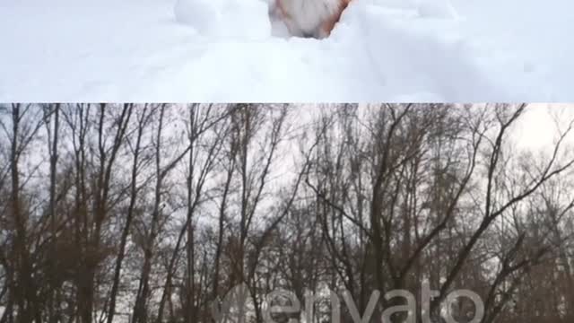 just for entertainment purpose