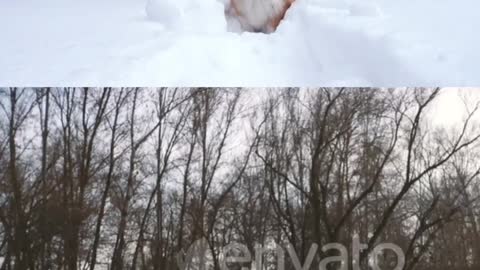 just for entertainment purpose