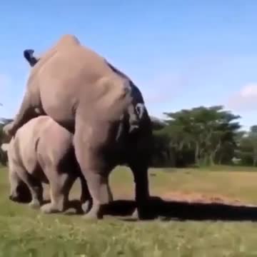 Elephant Jungle Sexuly Com porn videos. Amazing deep throat