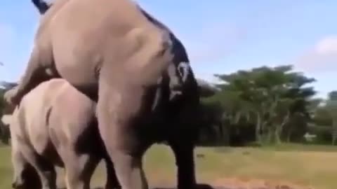 Elephant Jungle Sexuly Com porn videos. Amazing deep throat