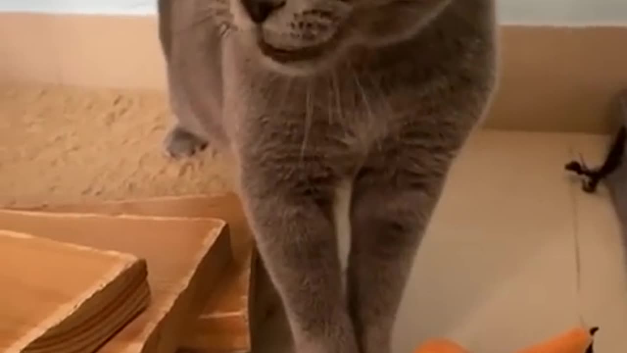 Cat meow not mine! #notmine #funny #cat #cat #cute #kitten #pets #meow #videos #shorts #dog