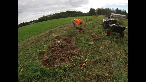 Ruth Stout Potato Harvest 2022