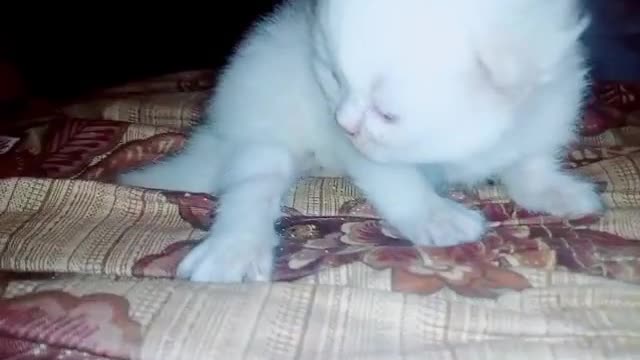 Cute Baby Cat