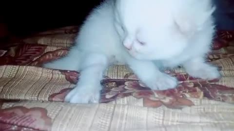 Cute Baby Cat