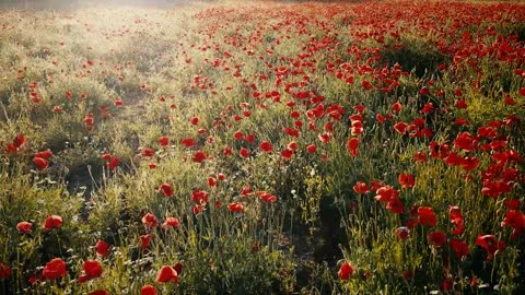 Poppy blossoms