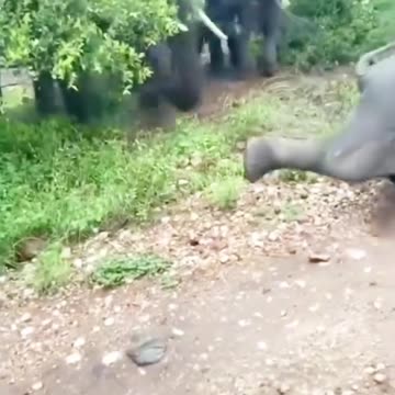 Elephant Attack – The Power of Giants