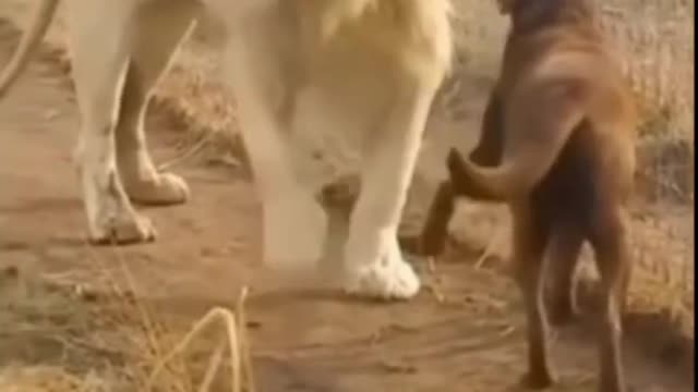 Lion and dog friendship