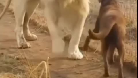 Lion and dog friendship