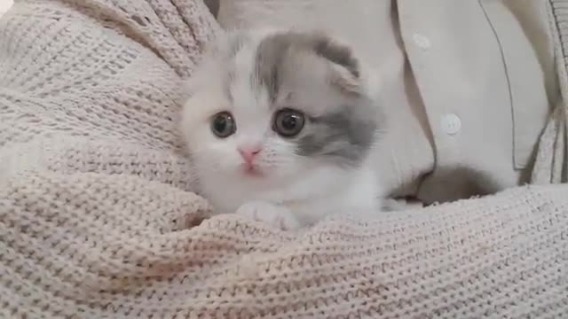 Cute kitten videos