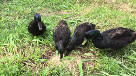 Our Farm's Cayuga Ducks