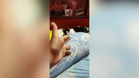 Cute and Funny Cat Videos to Keep You