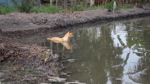 Hilarious dog sitting in the water 🐶🚿