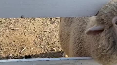 The sheep are about to eat the grass. (a sheep ranch in Korea)