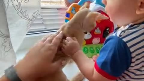Cat and little boy boy is playing cat beautiful impression