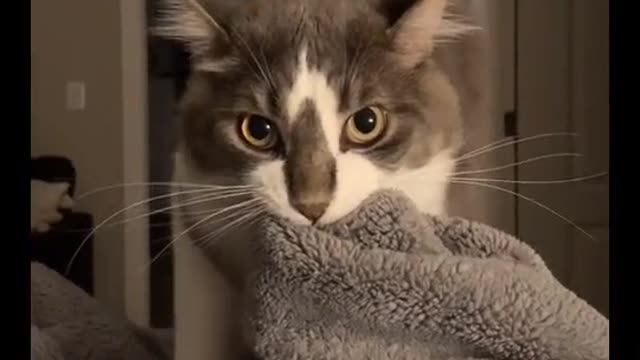 Cute and Funny Cat Videos Compilation - PART 49