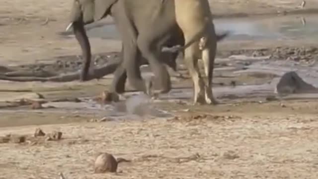 Wild Lion Hunting Baby Elephant at Forest | #trendy