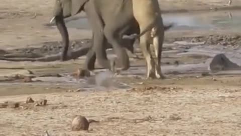 Wild Lion Hunting Baby Elephant at Forest | #trendy