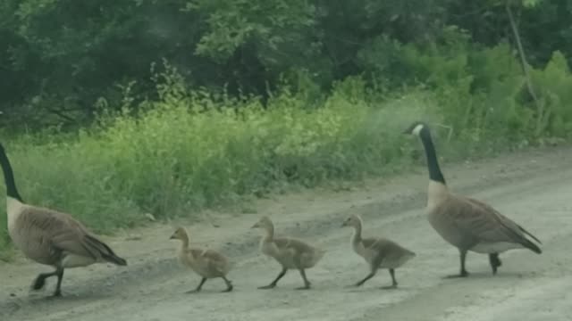 Family of Geese Brighten Morning Commute