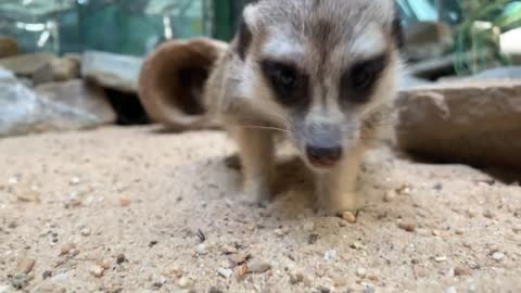 cute Meerkat eating