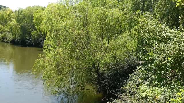 A tree blown by the wind